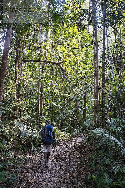 Wanderer  Mann läuft auf einem Trampelpfad im Dschungel  Kuala Tahan  Nationalpark Taman Negara  Malaysia  Asien