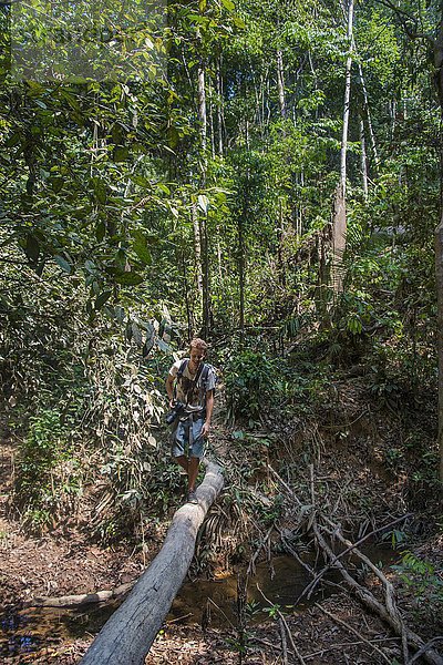 Wanderer  Junger Mann balanciert über einen Baumstamm im Dschungel  Kuala Tahan  Nationalpark Taman Negara  Malaysia  Asien