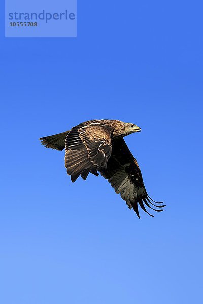 Rotmilan  (Milvus milvus)  Roter Milan  Gabelweihe  Königsweihe  adult fliegend  Kasselburg  Eifel  Deutschland  Europa