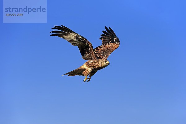 Rotmilan  (Milvus milvus)  Roter Milan  Gabelweihe  Königsweihe  adult fliegend  Kasselburg  Eifel  Deutschland  Europa