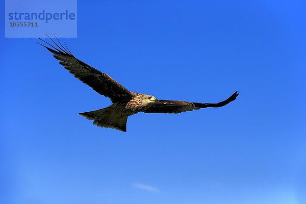 Rotmilan  (Milvus milvus)  Roter Milan  Gabelweihe  Königsweihe  adult fliegend  Kasselburg  Eifel  Deutschland  Europa