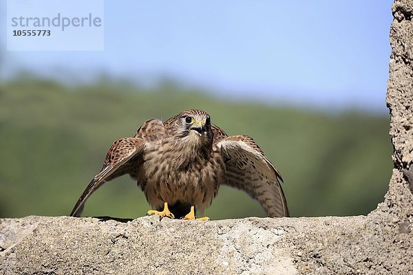 Turmfalke  (Falco tinnunculus)  adult auf Mauer  rufend  spreizt Flügel  Kasselburg  Eifel  Deutschland  Europa
