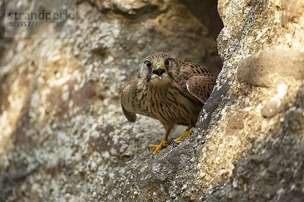 Turmfalke  (Falco tinnunculus)  adult auf Felsen  an Bruthöhle  rufend  Kasselburg  Eifel  Deutschland  Europa
