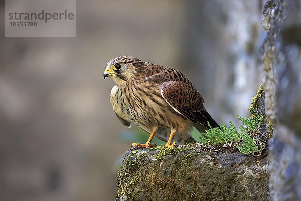 Turmfalke  (Falco tinnunculus)  adult auf Felsen  Kasselburg  Eifel  Deutschland  Europa