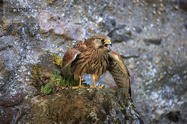 Turmfalke  (Falco tinnunculus)  adult auf Felsen  spreizt Flügel  rufend  Kasselburg  Eifel  Deutschland  Europa