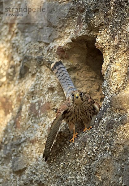 Turmfalke  (Falco tinnunculus)  adult am Felsen vor Bruthöhle  Kasselburg  Eifel  Deutschland  Europa