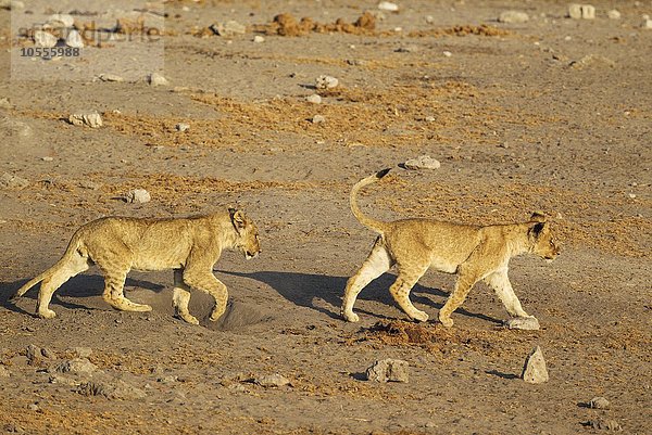 Zwei junge Löwen (Panthera leo) auf dem Weg zum Wasserloch  Etosha-Nationalpark  Namibia  Afrika
