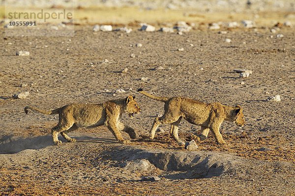 Zwei spielende junge Löwen (Panthera leo)  Etoscha-Nationalpark  Namibia  Afrika