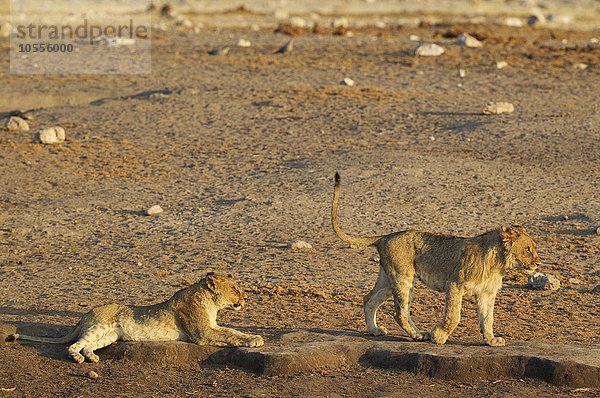 Zwei junge Löwen (Panthera leo)  Etoscha-Nationalpark  Namibia  Afrika