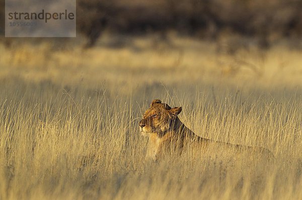 Löwin (Panthera leo)  ruht im Morgenlicht im Gras  Etosha-Nationalpark  Namibia  Afrika