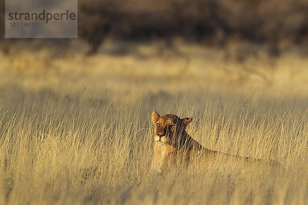 Löwin (Panthera leo)  ruht im Morgenlicht im Gras  Etosha-Nationalpark  Namibia  Afrika