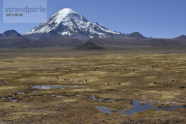 Vulkan Sajama mit Lamas (Lama glama)  Sajama Nationalpark  Oruro  Grenze Bolivien Chile