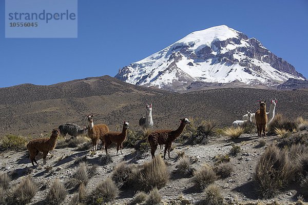 Herde Lamas (Lama glama) vor Vulkan Sajama  Sajama Nationalpark  Oruro  Grenze Bolivien  Chile  Südamerika