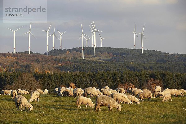 Schafe weiden vor Windrädern  bei Waigandshain im Westerwald  Rheinland-Pfalz  Deutschland  Europa
