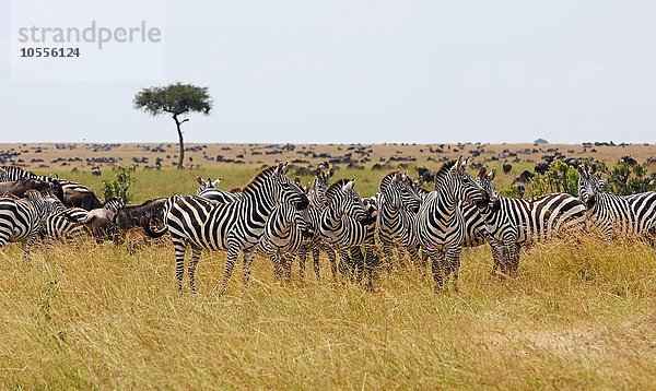 Zebraherde (Equus quagga) im hohen Gras  Masai Mara  Narok County  Kenia  Afrika