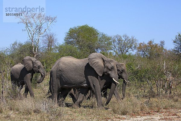 Afrikanische Elefanten (Loxodonta africana) im Buschland  Krüger-Nationalpark  Südafrika