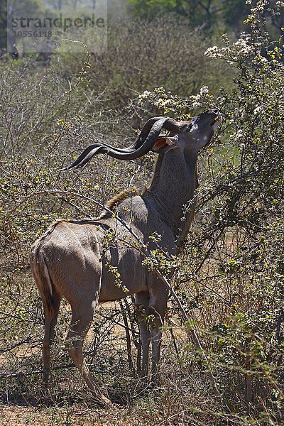 Großer Kudu (Tragelaphus strepsiceros) frisst am Strauch  männlich  adult  Krüger-Nationalpark  Südafrika