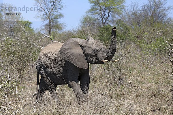 Afrikanischer Elefant (Loxodonta africana) im Buschland  Jungtier  Krüger-Nationalpark  Südafrika