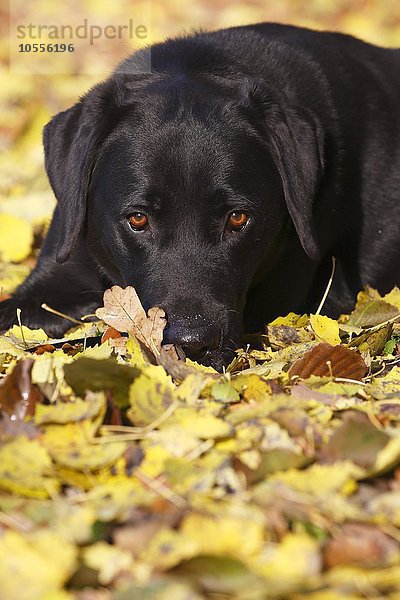 Schwarzer Labrador Retriever im Herbstlaub (Canis lupus familiaris) Rüde  Porträt  Deutschland  Europa