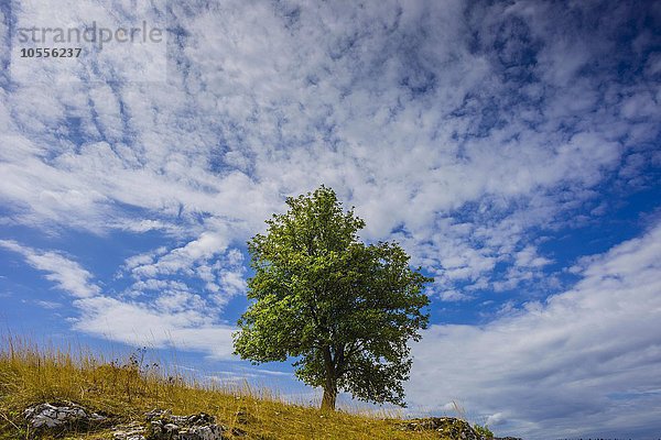 Rotbuche (Fagus sylvatica)  Weidbuche  Eselsburger Tal  Schwäbische Alb  Baden-Württemberg  Deutschland  Europa