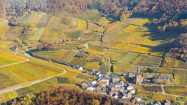 Weinberge im Herbst  Mayschoß  Rotweinanbaugebiet Ahrtal  Eifel  Rheinland-Pfalz  Deutschland  Europa