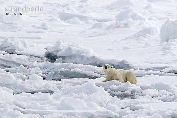 Eisbär (Ursus maritimus) liegt auf Packeis  Spitzbergen  Norwegen  Europa