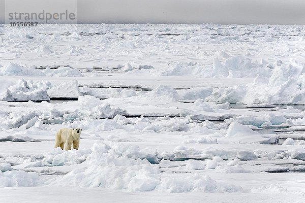 Eisbär (Ursus maritimus) auf Packeis  Spitzbergen  Norwegen  Europa