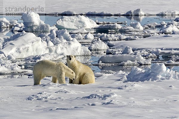 Zwei Eisbären (Ursus maritimus) auf Packeis  Spitzbergen  Norwegen  Europa