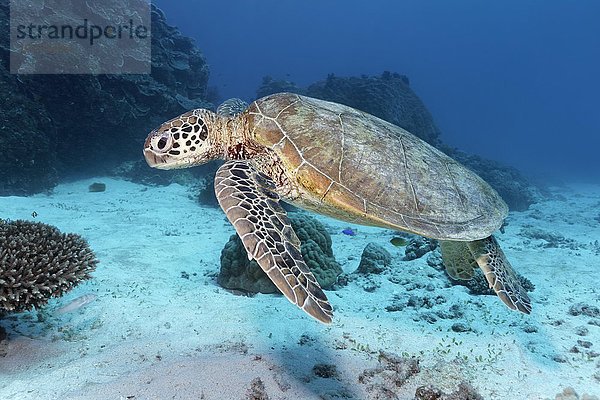 Grüne Meeresschildkröte  Suppenschildkröte (Chelonia mydas)  schwimmt über Sandgrund vor Korallenriff  Großes Barriere Riff  UNESCO Weltnaturerbe  Pazifik  Australien  Ozeanien