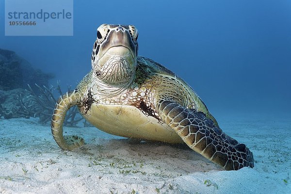 Grüne Meeresschildkröte  Suppenschildkröte (Chelonia mydas) ruht auf Sandgrund  Großes Barriere Riff  UNESCO Weltnaturerbe  Pazifik  Australien  Ozeanien