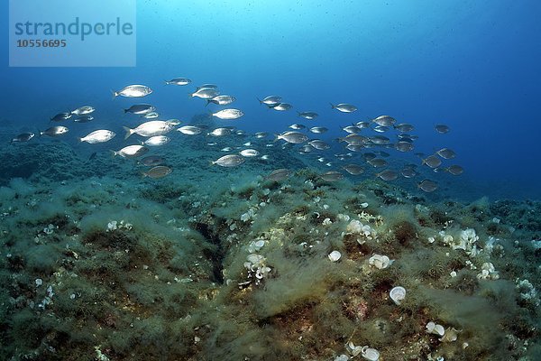Schwarm Goldstriemen (Sarpa salpa) schwimmt über Felsenriff  Insel Korfu  Ionische Inseln  Mittelmeer  Griechenland  Europa