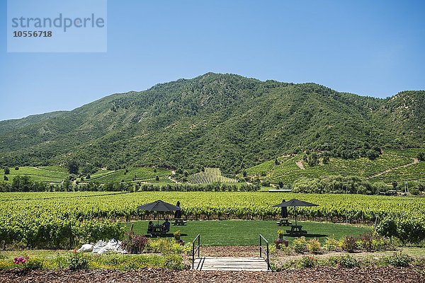 Weinberg im Weingut Vina Montes  Santa Cruz  Tal von Colchagua  Chile  Südamerika