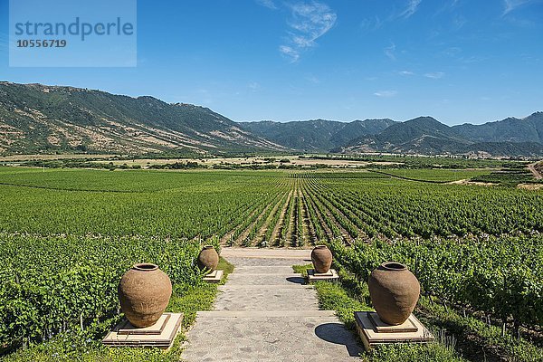 Weinanbau im Weingut Vina Santa Cruz  Santa Cruz  Tal von Colchagua  Chile  Südamerika