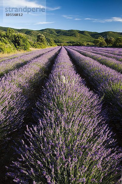 Lavendelfeld (Lavandula angustifolia) am Plateau des Claparédes  Vaucluse  Provence  Frankreich  Europa