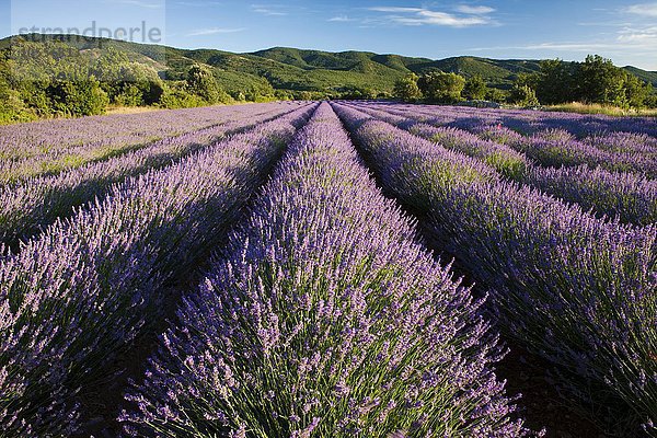 Lavendelfeld (Lavandula angustifolia) am Plateau des Claparédes  Vaucluse  Provence  Frankreich  Europa