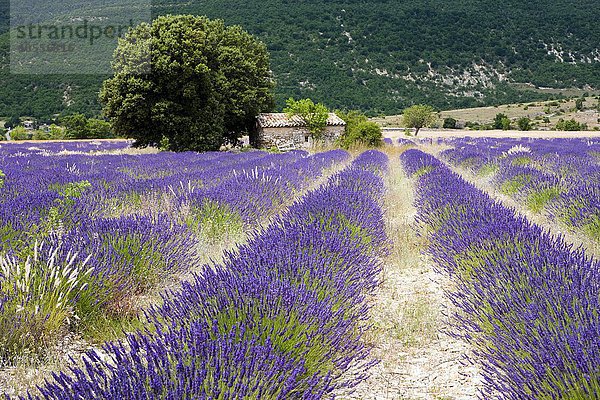 Lavendelfeld (Lavandula angustifolia) am Plateau d´Albion  Vaucluse  Provence  Frankreich  Europa
