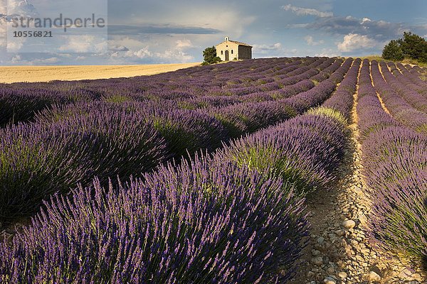 Lavendelfeld (Lavandula angustifolia) mit Kapelle  Département Alpes-de-Haute-Provence  Provence  Provence-Alpes-Côte d´Azur  Frankreich  Europa