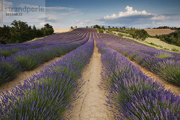 Lavendelfeld (Lavandula angustifolia) mit Kapelle  Département Alpes-de-Haute-Provence  Provence  Provence-Alpes-Côte d´Azur  Frankreich  Europa