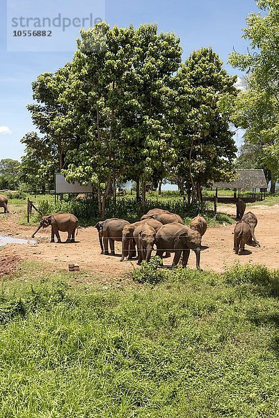 Indische Elefanten  auch Sri Lanka Elefanten (Elephas maximus maximus)  Udawalawe Transit Home  Tierheim für verwaiste Elefantenkälber  Sri Lanka  Asien