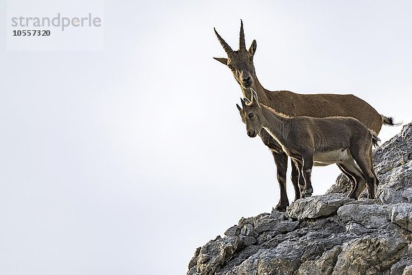 Alpensteinböcke (Capra ibex)  Geiß mit Jungtier steht auf Felsen  Gramais  Lechtal  Tirol  Österreich  Europa