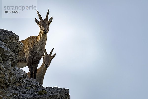 Alpensteinböcke (Capra ibex)  weiblich  stehen auf Felsen  Gramais  Lechtal  Tirol  Österreich  Europa