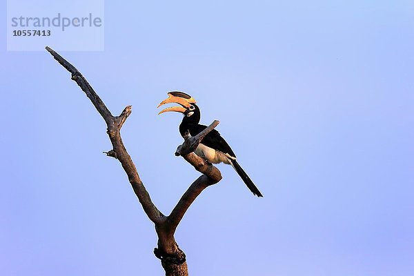 Malabarhornvogel (Anthracoceros coronatus)  adult auf Warte  rufend  Yala Nationalpark  Sri Lanka  Asien