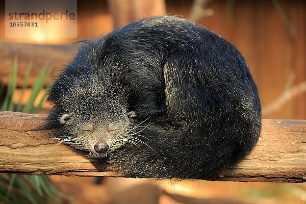 Binturong or bearcat (Arctictis binturong)  adult  ruhend  schlafend  auf Baum  Vorkommen in Asien  captive