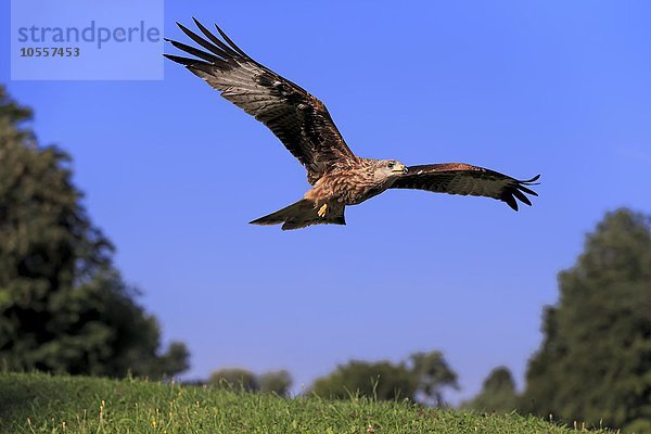 Rotmilan  (Milvus milvus)  Roter Milan  Gabelweihe  Königsweihe  adult fliegend  Kasselburg  Eifel  Deutschland  Europa