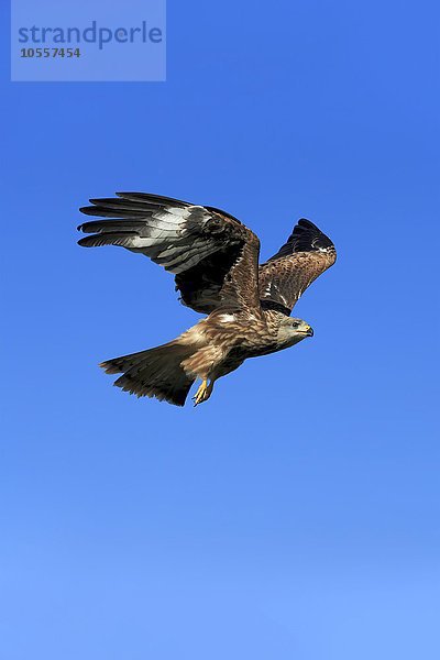 Rotmilan  (Milvus milvus)  Roter Milan  Gabelweihe  Königsweihe  adult fliegend  Kasselburg  Eifel  Deutschland  Europa