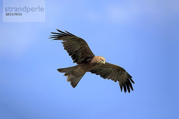 Rotmilan  (Milvus milvus)  Roter Milan  Gabelweihe  Königsweihe  adult fliegend  Kasselburg  Eifel  Deutschland  Europa