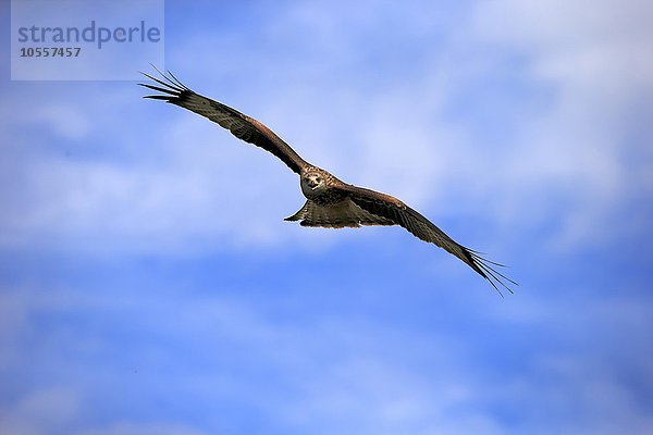 Rotmilan  (Milvus milvus)  Roter Milan  Gabelweihe  Königsweihe  adult fliegend  Kasselburg  Eifel  Deutschland  Europa