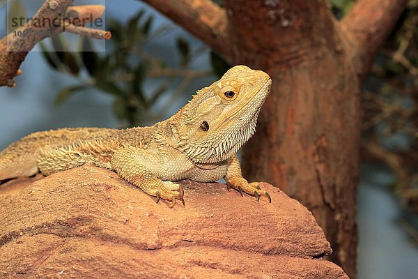 Streifenköpfige Bartagame  Farbbartagame (Pogona vitticeps)  adult  Vorkommen in Australien  captive