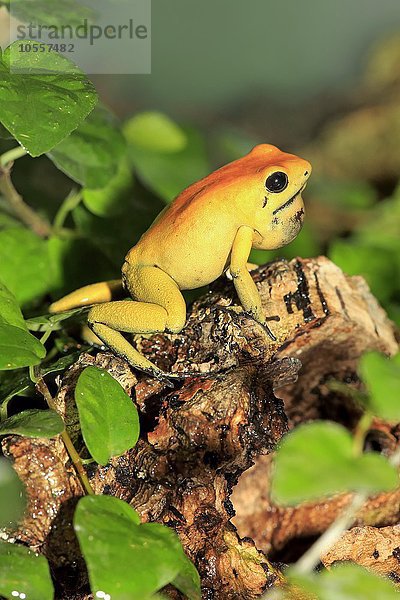 Zweifarbiger Blattsteiger mit Kehlsack (Phyllobates bicolor)  adult  wachsam  Vorkommen in Südamerika  captive