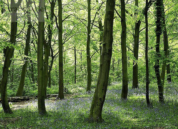 Frühlingswald  Atlantisches Hasenglöckchen (Hyacinthoides non-scripta)  Epping Forest  London  United Kingdom